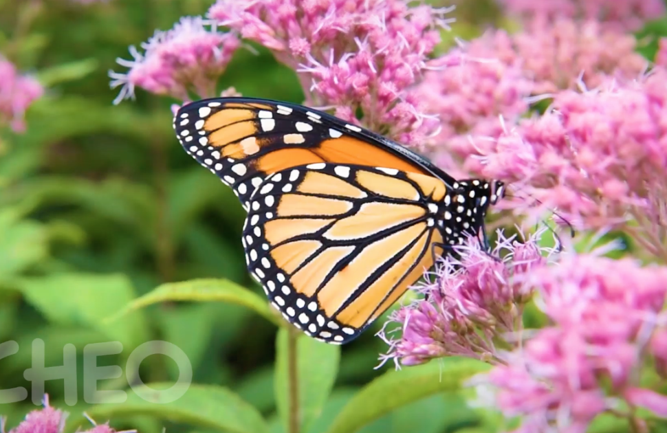 A Monarch Butterfly on a tree branch